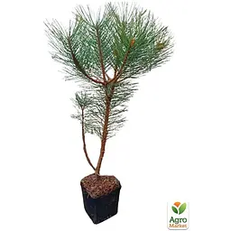 Саджанець Agro-Market Сосна звичайна 4-річна (Pinus sylvestris) С3, висота 50-70см (115782) - мініатюра 4