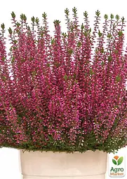 Саджанець Agro-Market Верес звичайний Merlyn (44265) - мініатюра 3