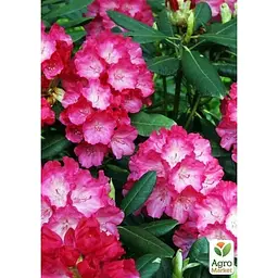 Саджанець Agro-Market Рододендрон рожевий Фантастика (Fantastica) (45482) 1 шт. в упаковці - мініатюра 4