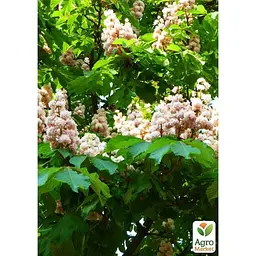 Саджанець Agro-Market Каштан зелений Кінський (найпопулярніший різновид) (44862) - мініатюра 3