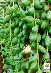 Саджанець Agro-Market Сенеціо (хрестовник) Herreianus кімнатний 10-15 см 1 шт. в упаковці (179934) - мініатюра 2