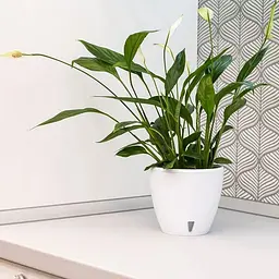 Вазон Santino Deco Twin 12 л білий (2010728) - мініатюра 9