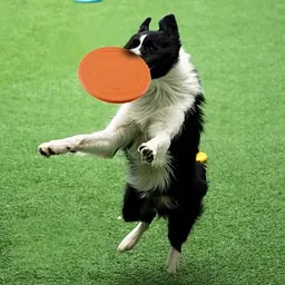 Силіконова літаюча тарілка-фризбі для собак Soft Silicone Dog Flying Disc, 1 шт. - мініатюра 4