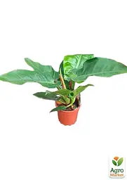 Саджанець Agro-Market Філодендрон Imperial Green кімнатний 30-40 см 1 шт. в упаковці (182692) - мініатюра 2