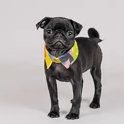 Комір Pet Fashion Bright для собак, розмір XS-XS2, жовтий - мініатюра 2