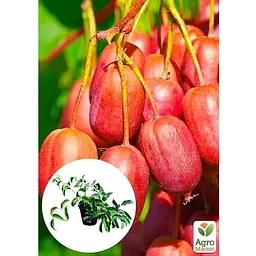 Саджанець Agro-Market Актинідія 2-х річна аргута Скарлет Септембер (міні-ківі, морозостійкий сорт) вазон С1 (136999) 1 шт. - мініатюра 3