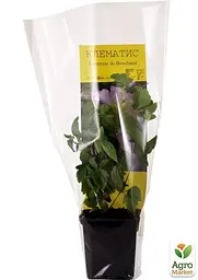 Саджанець Agro-Market Клематис Comtesse de Bouchaud (23994) - мініатюра 3