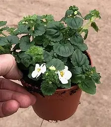 Бакопа Махрова ампельна Double Snowball Agro-Market 1 саджанець в упаковці (52249) - мініатюра 2