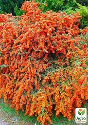 Саджанець Agro-Market Піраканта вузьколиста Orange Glow (48329) - мініатюра 3