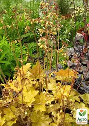 Саджанець Agro-Market Гейхера (Heuchera) Ginger Ale (181406) - мініатюра 2