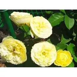 Троянда плетиста Agro-Market найяскравіше жовта Сонце світло Sun light саджанець класу АА+ преміальний морозостійкий сорт 1 шт. в упаковці (17468) - мініатюра 5