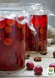Саджанець Agro-Market Алича Блек Голд (літній сорт, середній термін дозрівання) 1 шт. в упаковці (40001) - мініатюра 3