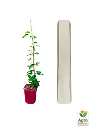 Саджанець Agro-Market Клематис 3-х річний My Beauty С2 (61677) - мініатюра 5