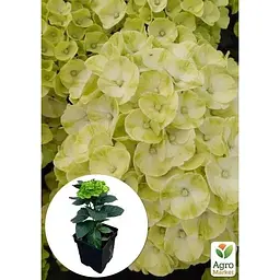 Саджанець Agro-Market Гортензія крупнолистова кучерява Caipirinha (152207) 1 шт. в упаковці - мініатюра 4