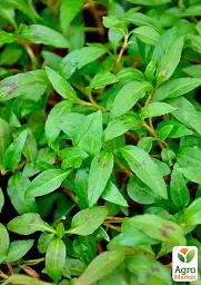 Саджанець Agro-Market Персикарія Vietnamese Coriander (перечний та м'ятний смак, приємний аромат) 1 шт. в упаковці (178563) - мініатюра 3
