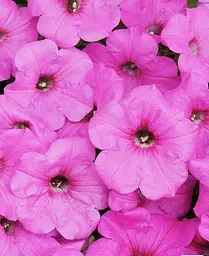 Петунія Agro-Market Famous Magic Pink 1 саджанець в упаковці - мініатюра 2
