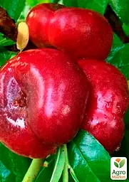 Саджанець Agro-Market Нектарин Концеттіна інжировий пірамідальний 1 шт. в упаковці (48779) - мініатюра 2