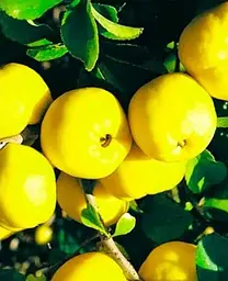 Саджанець Agro-Market Айва яблуневидна Золотиста (осінній сорт, ранній термін дозрівання) (19878) 1 шт. в упаковці - мініатюра 2