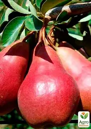 Саджанець Agro-Market Груша колоновидна Кармен (осінній сорт, середній термін дозрівання) 1 шт. в упаковці (52988) - мініатюра 2