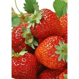 Саджанець Agro-Market Полуниця Вікторія 5шт (ремонтантний сорт) (37303) - мініатюра 6