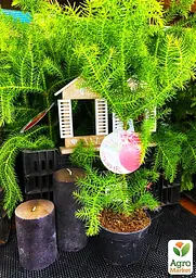 Саджанець Agro-Market Араукарія (Araucaria heterophylla) кімнатна ялина 1 шт. в упаковці (51637) - мініатюра 2