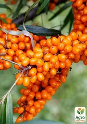 Саджанець Agro-Market Обліпиха Перлина (хлопчик+дівчинка) середній термін дозрівання) шт. комплект 2 шт. (177151) - мініатюра 2