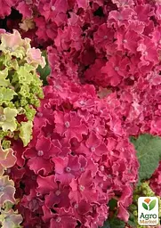 Саджанець Agro-Market Гортензія крупнолиста кучерява Curly Sparkle Hot Pink (64431) - мініатюра 2