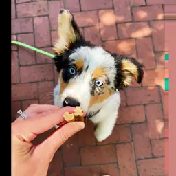 Натуральні ласощі для зубів цуценят WHIMZEES Puppy Dental Care Dog Treat XS/S 28 шт. - мініатюра 4