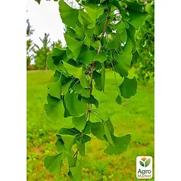Саджанець Agro-Market Гінкго Білоба (висота 20-30см) (179909) - мініатюра 2