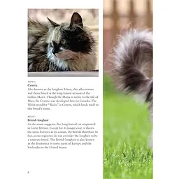 Cats - Фотопулос Джуліанна - мініатюра 5