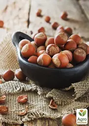 Саджанець Agro-Market Фундук Барселонський (перехресне запилення, садити по 2 шт.) 1 шт. в упаковці (44829) - мініатюра 3