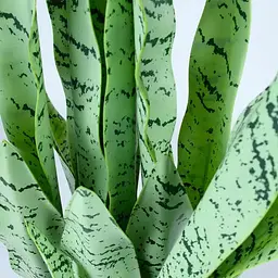 Штучна рослина Sansevieria 65 см (DW-11) - мініатюра 4