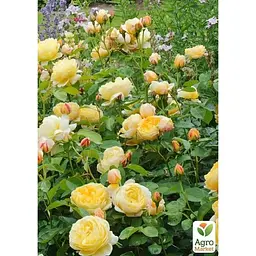 Троянда англійська Agro-Market Шарлотта саджанець класу АА+ вищий сорт 1 шт. в упаковці (178121) - мініатюра 2