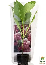 Саджанець Agro-Market Гортензія волотиста Vanilla Fraise (43943) - мініатюра 2