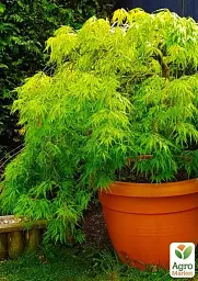 Саджанець Agro-Market Клен японський плакучий пальмолистний Emerald Lace (Acer palmatum Emerald Lace) 1 шт. в упаковці (52773) - мініатюра 3
