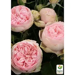 Троянда кущова Agro-Market Charming Piano саджанець класу АА+ вищий сорт 1 шт. в упаковці (181425) - мініатюра 2