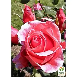 Саджанець Agro-Market Троянда чайно-гібридна Монтезума (клас АА +) вищий сорт New (45909) 1 шт. - мініатюра 3