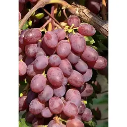 Саджанець Agro-Market Виноград Вікторія (ранній термін дозрівання) 1 шт. в упаковці (36270) - мініатюра 3