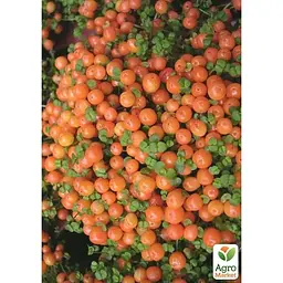 LMTD Нертера Agro-Market Astrid з плодами (висота 15-25см) (189313) 1 саджанець в упаковці кімнатний Нідерланди