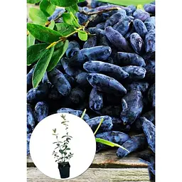Саджанець Agro-Market Жимолость Атут (ранній термін дозрівання, самий невибагливий і зимостійкий сорт) 1 шт. в упаковці (43967) - мініатюра 2