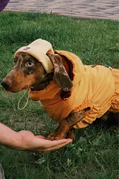 Шапка для собак Hat-Dog жовта (L) - мініатюра 5