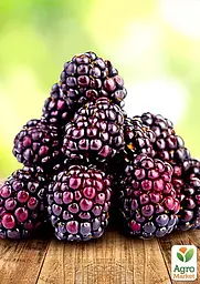Саджанець Agro-Market Малиново-ожиновий гібрид Бойсенберрі (Boysenberry) ремонтантний сорт, один з кращих гібридів) 1 шт. в пакуванні (23997) - мініатюра 2