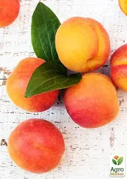 Саджанець Agro-Market Абрикос колоновидний яскраво помаранчевий з легким рум'янцем Сонячне літо (Sunny summer) (преміальний середньостиглий сорт) 1 шт. в упаковці (45791) - мініатюра 2