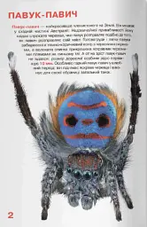 Велика книжка. Павуки - Олег Зав'язкин - мініатюра 2