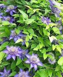 Клематис Agro-Market Multi Blue 3-х річний висота 60-80 см з Нідерландів 1 саджанець в упаковці (184887) - мініатюра 4