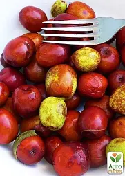 Саджанець Agro-Market Зизифус Китайський 2а (середній термін дозрівання, високоврожайний сорт) 1 шт. в упаковці (21390) - мініатюра 4