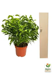 Саджанець Agro-Market Фікус Бенджаміна (Ficus) Benjamin (50622) - мініатюра 2