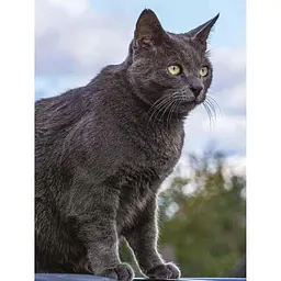 Cat Breeds: Characteristics, Breeds, Care, Origins - Фотопулос Джуліанна - мініатюра 2