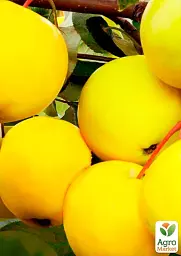 Саджанець Agro-Market Яблуня Голден Делішес Рейнджерс (зимовий сорт, пізній термін дозрівання) 1 шт. в упаковці (36528) - мініатюра 3