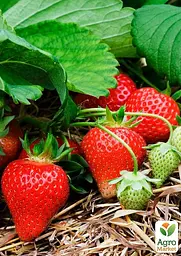Саджанець Agro-Market Полуниця Гранд Роса (середній термін дозрівання, великоплідний сорт) 5 шт. в пакуванні (178801) - мініатюра 2